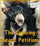 The Dancing Bears Ring Petition